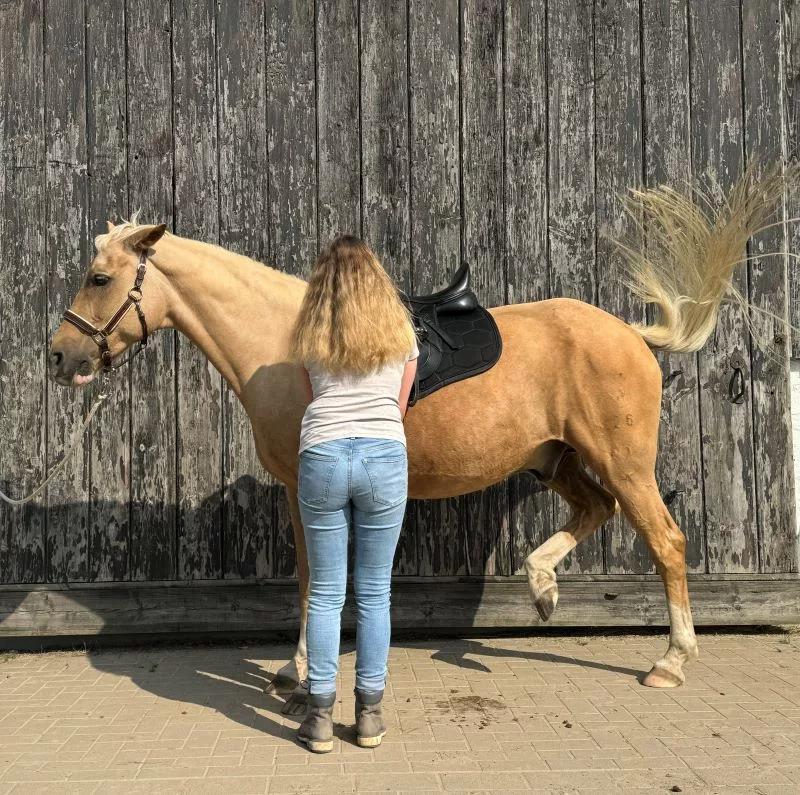 Problempferdetraining