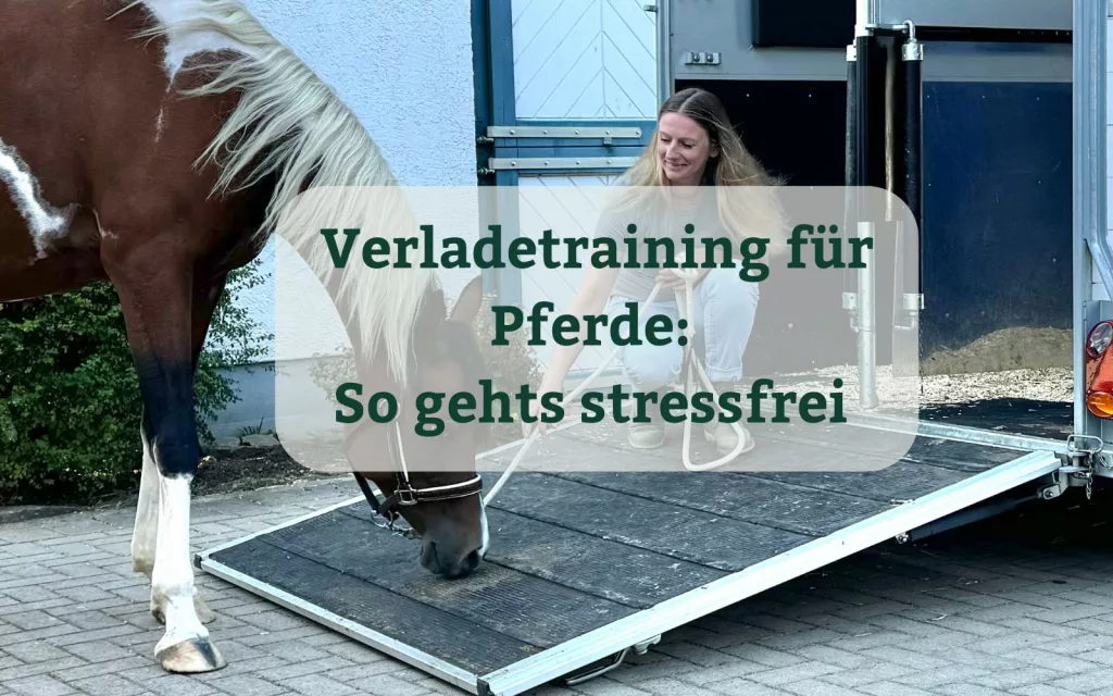 Verladetraining für Pferde: So gehts stressfrei